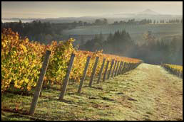 ponzi_wines-vineyards Ponzi Vineyards